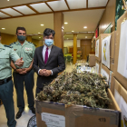La Guardia Civil presenta la 'operación Illan', con motivo de la incautación de plantas de marihuana en la comarca del Valle del Tiéta. - ICAL