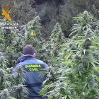 Plantación de marihuana descubierta en una paraje recóndito de la comarca de Montes de Oca, en la provincia de Burgos. - GUARDIA CIVIL DE BURGOS.