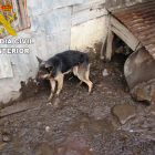 Dos investigados por tener dos perros abandonados, con heridas y desnutridos en Villablino (León).- ICAL