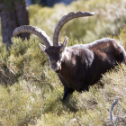 La cabra montesa de la reserva de caza de Las Batuecas, una especie a controlar por su crecimiento exponencial. -ICAL