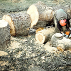 Un operario trocea el tronco de árbol para destinarlo a biomasa. -PQS / CCO