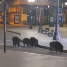 Los jabalíes se dejan ver en Ponferrada. X: ONDA BIERZO ONDACERO