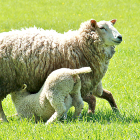 Una oveja amamanta a su cordero en una pradera. -PQS / CCO