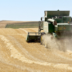 Una cosechadora atraviesa un campo de cereal en una explotación agrícola de Zamora. J. L. LEAL / ICAL