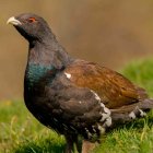 Imagen de un urogallo cantábrico