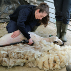El Centro de Formación Agraria 'Viñalta', desarrolla unas jornadas sobre esquileo de ovino para los alumnos.