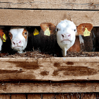 El servicio de inseminación artificial se utiliza tanto en vacuno de carne como de leche.