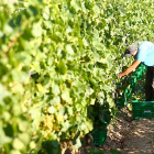 Un jornalero vendimia en uno de los viñedos de la Denominación de Origen Bierzo.