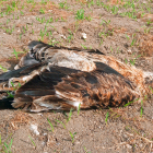 Ejemplar muerto de águila imperial ibérica