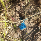 Bolsas con rodenticida en pasta encontradas en la Moraña