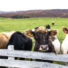 Imagen de archivo de vacas Dos vacas asoman sobre el vallado de una explotación en régimen extensivo