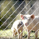 Un cerdo mira desde la alambrada de una explotación porcina.