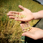 Un agricultor sostiene granos de cereal en una explotación agrícola.