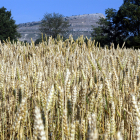 Campo de trigo en la provincia de Soria.