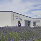 Campos de lavanda ubicados junto a la empresa ‘Tiedra de Lavanda’