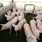 En Castilla y León hay 4.300 granjas y un censo de 4,7 millones de cerdos.