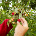 Algunos de los productores ya han comenzado a cosechar sus frutos rojos en El Royo