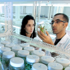 Dos investigadores realizan un experimento sobre productos vegetales en un laboratorio