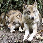 Dos lobos descansan en una zona boscosa. PQS / CCO