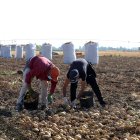 Dos jornaleros recogen patatas en una explotación agrícola de Villamarciel (Valladolid).