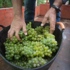 Imagen de archivo de la variedad de uva godello