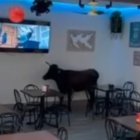 Una vaquilla se cuela en un bar durante un encierro en Cantalapiedra