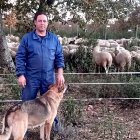 El ganadero Rubén Mateos junto a su rebaño, que ha sufrido cuatro ataques este verano en Ledesma (Salamanca).