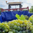 Uvas de la variedad Godello del Bierzo.