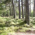 Agrupación de coníferas en una superficie forestal.