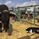 Concurso-Subasta Nacional de Raza Avileña-Negra Ibérica.