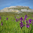 Laboratorio GAD-EX: Acciones de mejora de la biodiversidad a través de la ganadería extensiva en el Geoparque Unesco Las Loras.