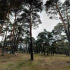 Zona de pinares de Duruelo de la Sierra