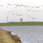 Aves en el humedal de de Boada de Campos, en Palencia.