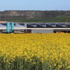 Parcelas cultivadas de colza en Fuentes de Valdepero, en la provincia de Palencia