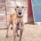 Galga desaparecido en Salamanca