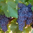 Uva de la variedad Prieto Picudo en una imagen de archivo.