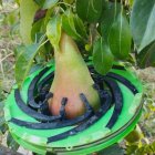 Herramienta Dendofruit de Agerpix para monitorizar el crecimiento de las frutas