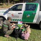 Decomisados más de 90 kilos de boletus en controles micológicos en la provincia de Segovia