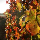 De viñedos y campos de cereales se compone una sorprendente tierra, bañada por el río Duero, donde el vino y la gastronomía de la más alta calidad se combinan con el arte, la historia y la naturaleza más auténtica. Una experiencia única para todos los visitantes que cada año optan por una nueva e ilusionante manera de concebir el turismo: el enoturismo.