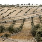 Plantación de encina micorrizada en la provincia de Soria