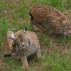 Ejemplares de lince ibérico en cautividad