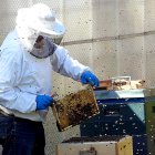 Un apicultor examina un panal de abejas en su colmenar.