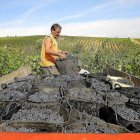 Un hombre carga cestos de uvas en viñedos del Bierzo en una imagen de archivo