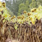 Finca de girasoles en la provincia de Soria. MARIO TEJEDOR