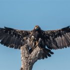 Un águila imperial en una imagen de archivo.