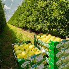 Manzanos de Nufri en su finca de La Rasa