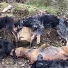 Imagen de los perros ahogados.