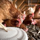 Las nuevas líneas de seguro contemplan una reducción de tarifas en aviar de puesta y aviar de carne