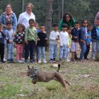 El consejero de Medio Ambiente, Vivienda y Ordenación del Territorio, Juan Carlos Suárez-Quiñones asiste a la suelta del lince, Venadillo, en Astudillo (Palencia)