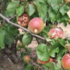 Árboles frutales dañados por pedriscos